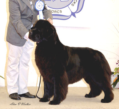Ch. Beautenoir Unforgettable Merrybear