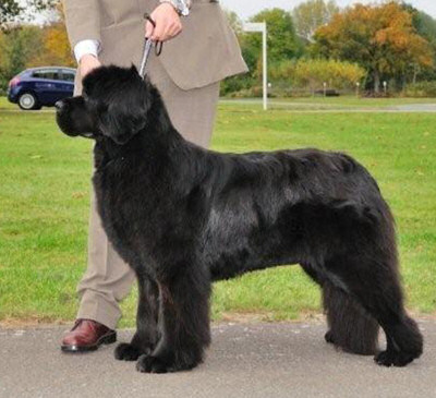 Ch. Sandbears Americano