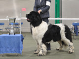 Special Open Dog (White & Black) Winner