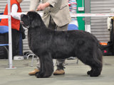 Special Open Dog (Black) Winner