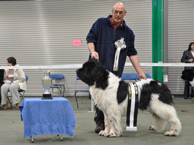 Best Veteran in Show & Best White & Black in Show