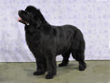 Special Open Dog (Black) Winner