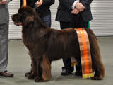 Special Open Dog (Brown) Winner