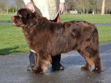 Special Open Dog (Brown) Winner