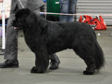 Special Open Dog (Black) Winner