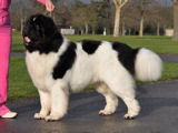 Special Open Dog (White & Black) Winner