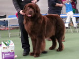 Special Open Dog (Brown) winner