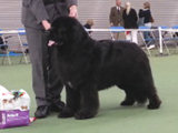 Special Open Dog (Black) winner