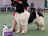 Special Open Dog (White & Black) winner