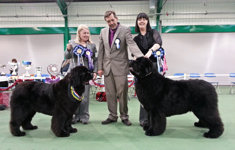 Newfoundland winners at Open Show