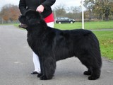 Special Open Dog (Black) Winner