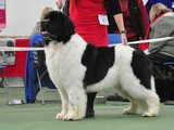 Special Open Dog (White & Black) Winner