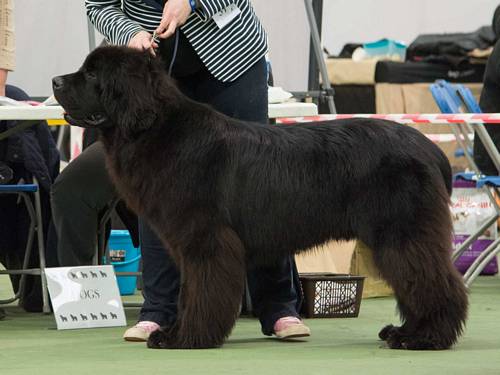 Graduate Dog Winner