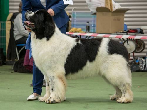 Special Open - White & Black Dog Winner