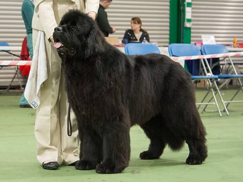 Special Open - Black Dog Winner