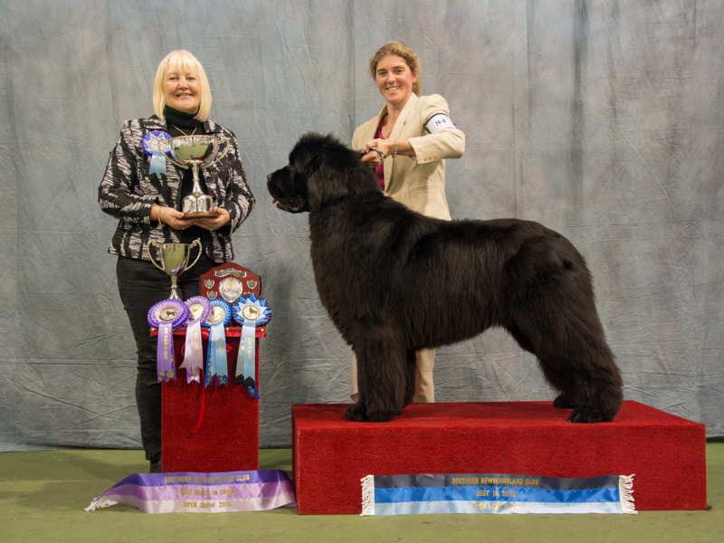 2014 Open Show winner - Ch. Morrelham Highland Park, JW ShCM