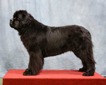 Special Open - Black Dog Winner