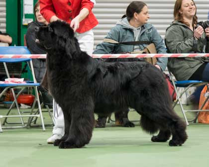 Post Graduate Dog Winner