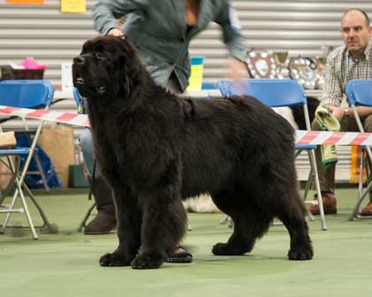 Graduate Dog Winner