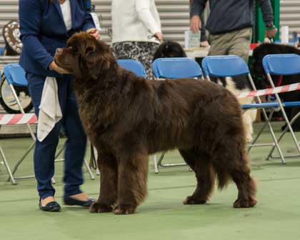 Special Open - Brown Dog Winner