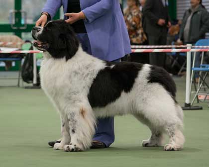 Special Open - White & Black Dog Winner