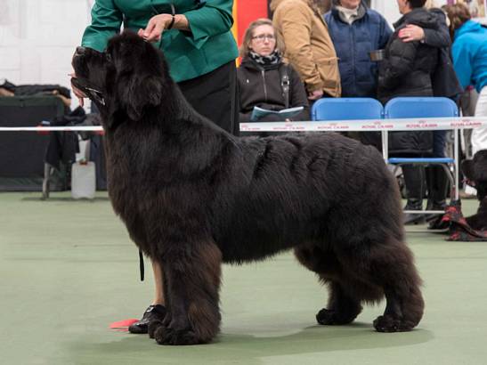 Winner of Special Yearling Dog