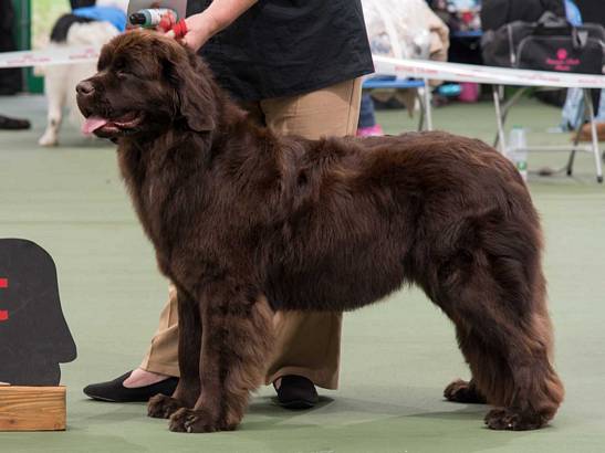 Winner of Special Yearling Bitch