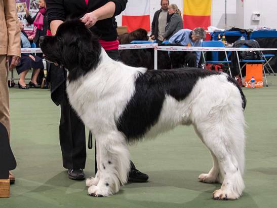 Winner of Graduate Dog