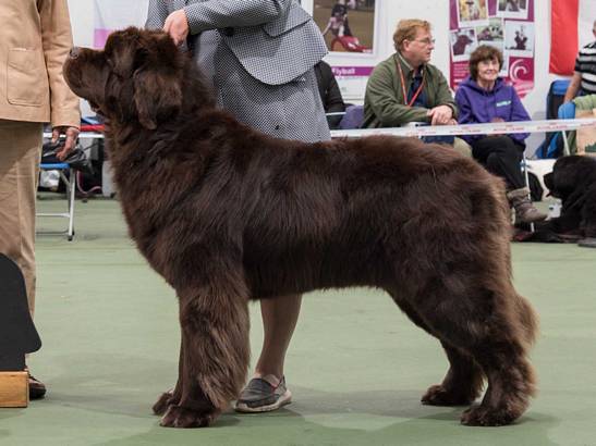 Winner of Special Open Brown Dog