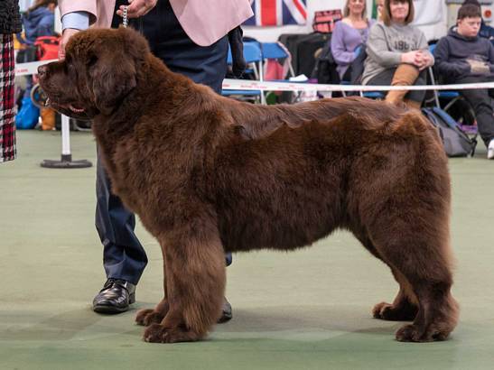 Winner of Special Open Brown Bitch