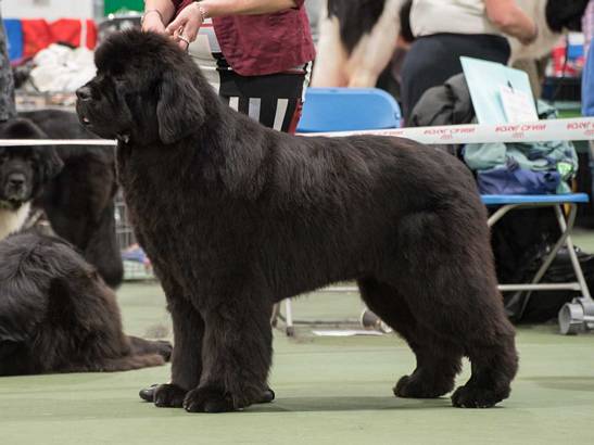 Winner of Special Open Black Dog