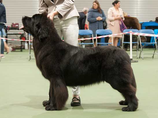 Winner of Special Yearling Bitch