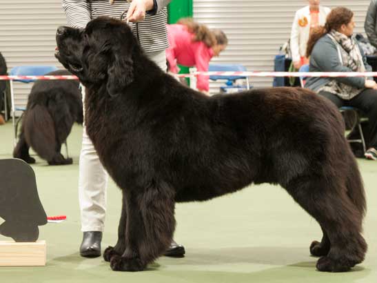 Winner of Special Yearling Dog