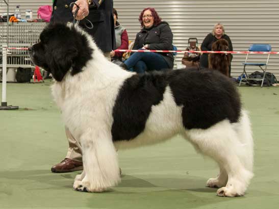 Winner of Special Open White & Black Dog