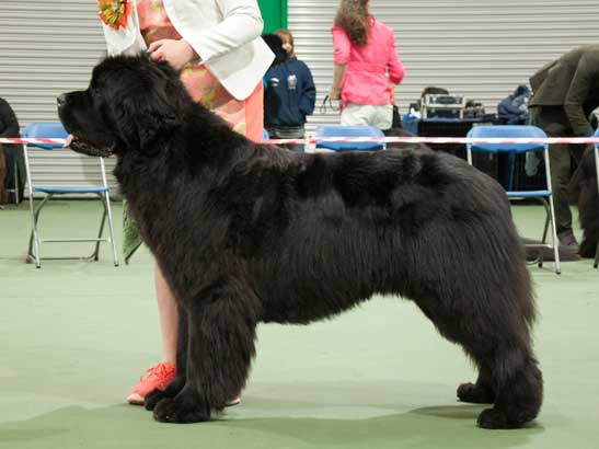 Winner of Graduate Dog