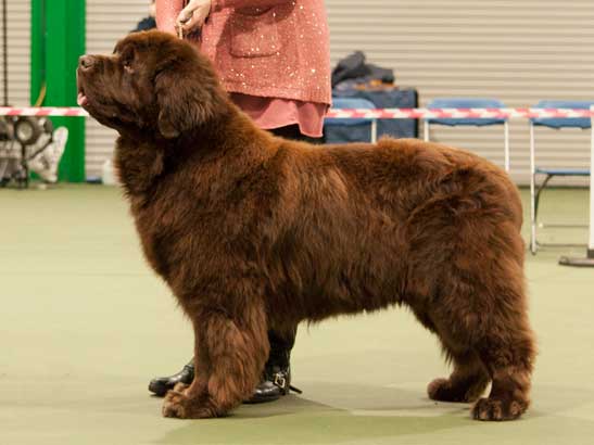 Winner of Special Open Brown Dog