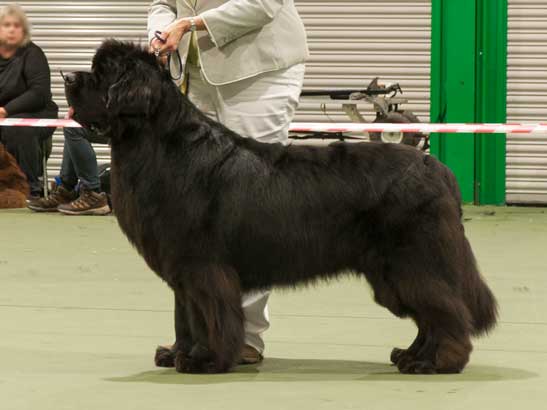 Winner of Special Open Black Dog