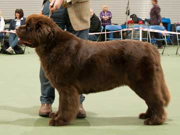 Best Brown in Show