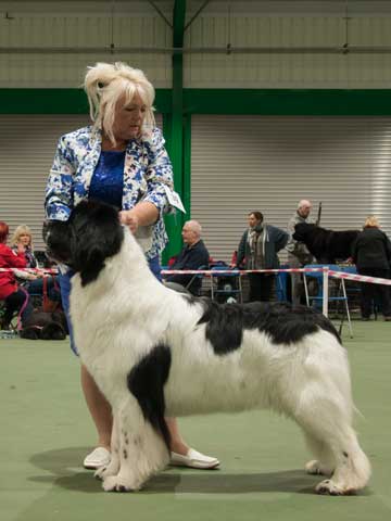 Reserve Best in Show
