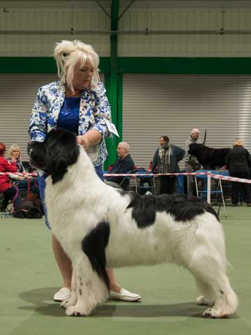 Reserve Best in Show