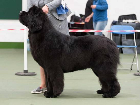 Winner of Graduate Dog