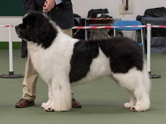 Winner of Special Open White & Black Dog