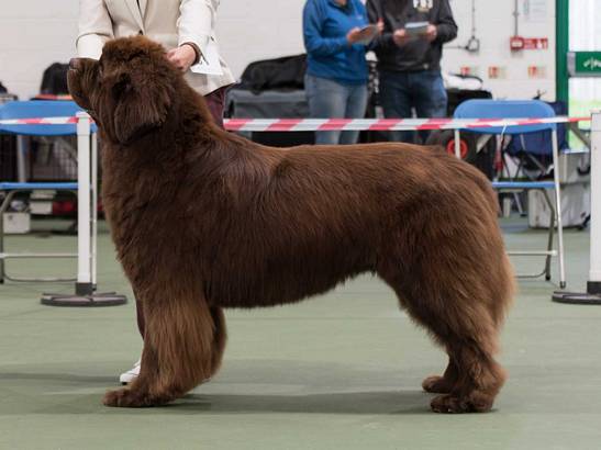 Winner of Special Open Brown Dog