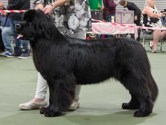 Winner of Special Yearling Bitch