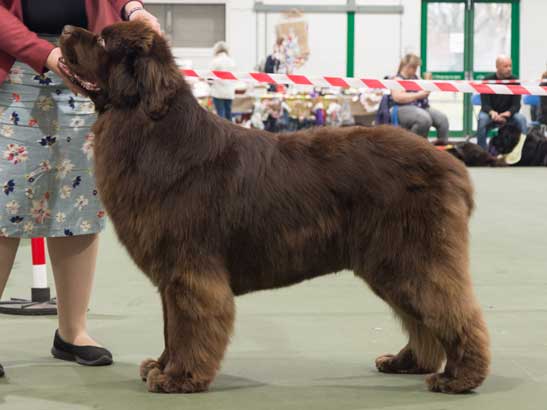 Winner of Graduate Dog