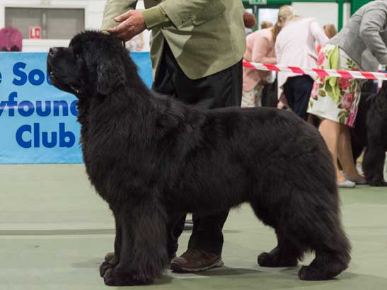 Winner of Special Open Black Dog