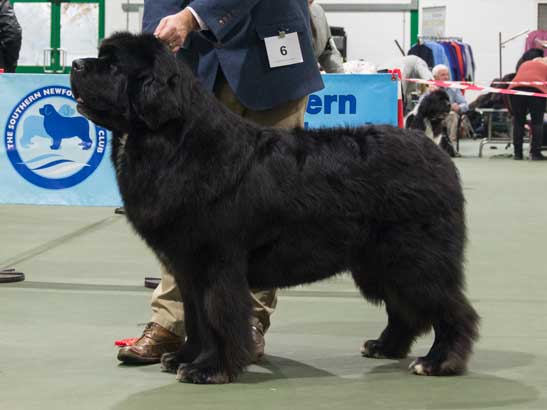 Winner of Veteran Dog