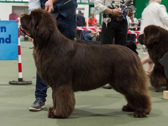 Winner of Special Open Brown Dog