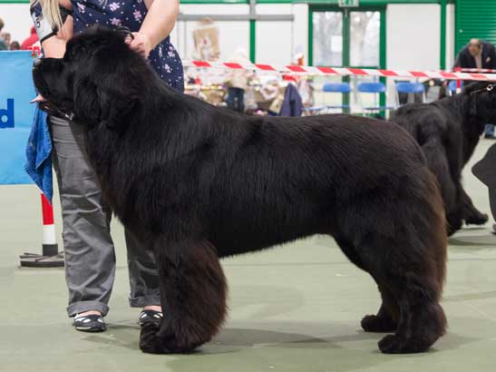 Winner of Special Yearling Dog