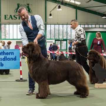 Best Brown in Show